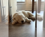 Small #13 Labradoodle