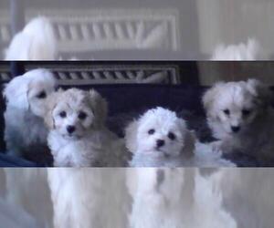 Poochon Puppy for sale in WISCONSIN RAPIDS, WI, USA