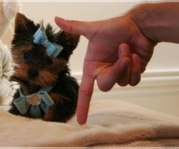 Medium Photo #7 Yorkshire Terrier Puppy For Sale in NAPLES, FL, USA