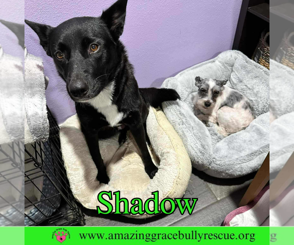 Medium Photo #1 German Shepherd Dog-Unknown Mix Puppy For Sale in Pensacola, FL, USA