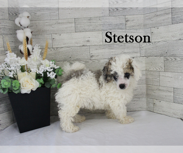 Medium Photo #4 Poodle (Miniature) Puppy For Sale in CHANUTE, KS, USA