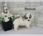 Small #3 Poodle (Miniature)