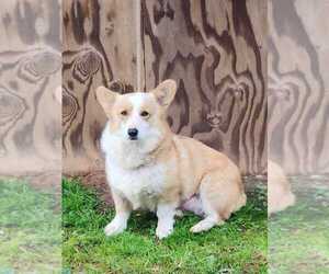 Mother of the Pembroke Welsh Corgi puppies born on 06/10/2025