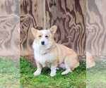 Small Photo #1 Pembroke Welsh Corgi Puppy For Sale in OROVILLE, CA, USA