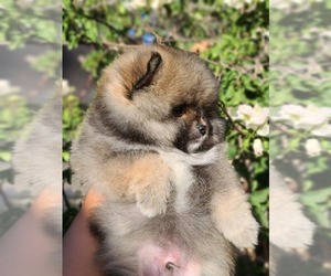 Pomeranian Puppy for sale in E PALO ALTO, CA, USA
