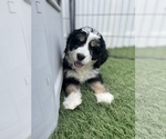 Small Photo #2 Bernedoodle (Miniature) Puppy For Sale in MENIFEE, CA, USA