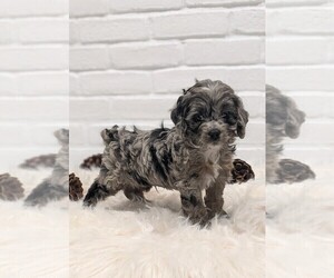 Cocker Spaniel-Poodle (Miniature) Mix Puppy for sale in APPLE CREEK, OH, USA