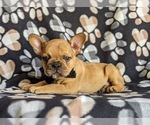 Small Photo #2 French Bulldog Puppy For Sale in CHRISTIANA, PA, USA