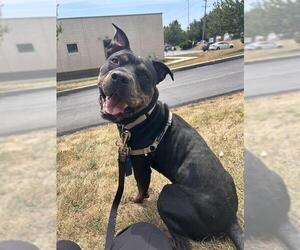 American Staffordshire Terrier-Unknown Mix Dogs for adoption in Center Township, PA, USA