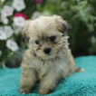 Small Photo #5 Maltese-Poodle (Toy) Mix Puppy For Sale in GAP, PA, USA
