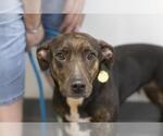 Small Basset Hound Mix