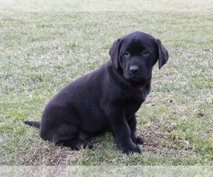 Labrador Retriever Puppy for sale in FREDERICKSBURG, OH, USA