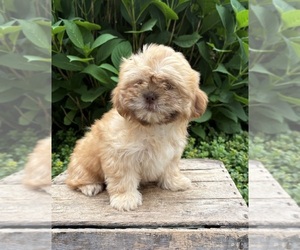 Shih Tzu Puppy for sale in MIDDLEBURY, IN, USA