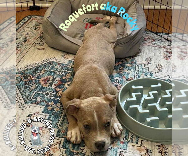 Medium Photo #11 Staffordshire Bull Terrier-Unknown Mix Puppy For Sale in Omaha, NE, USA