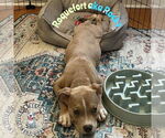 Small #10 Staffordshire Bull Terrier Mix
