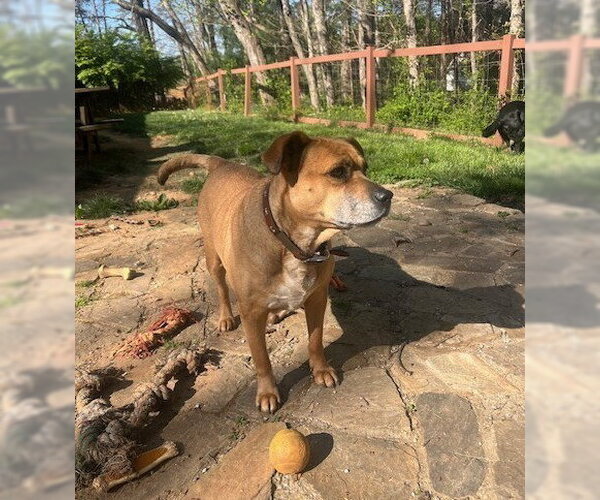 Medium Photo #3 Mutt Puppy For Sale in Candler, NC, USA