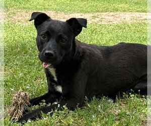 Labrador Retriever-Unknown Mix Dogs for adoption in Boston, MA, USA
