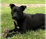 Small Labrador Retriever Mix