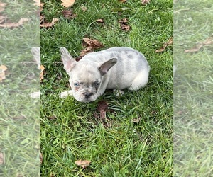 French Bulldog Dog for Adoption in HIGH FALLS, New York USA