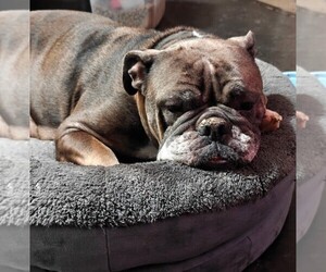 Mother of the English Bulldogge puppies born on 02/07/2026