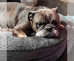 Small Photo #1 English Bulldogge Puppy For Sale in TOOELE, UT, USA