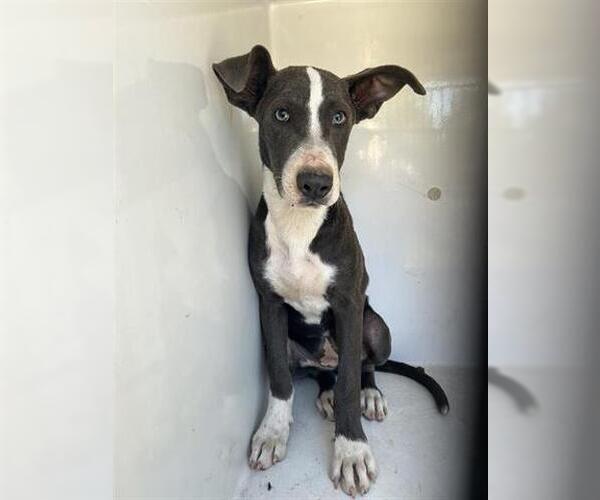 Medium Photo #1 Labrador Retriever-Unknown Mix Puppy For Sale in Houston, TX, USA