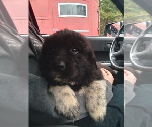 Newfoundland-Saint Bernard Mix Puppy for sale in COLVILLE, WA, USA