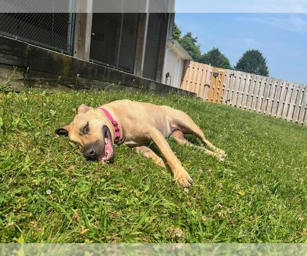 Medium Photo #13 American Staffordshire Terrier-Unknown Mix Puppy For Sale in Spring Lake, NJ, USA