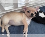 Baby Girl - Female Chihuahua Puppy for Sale - Photo #9