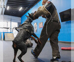 Small Photo #28 Doberman Pinscher Puppy For Sale in FORT LAUDERDALE, FL, USA