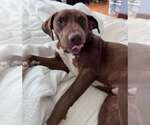 Small #3 Labrador Retriever