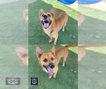 Small #1 German Shepherd Dog Mix