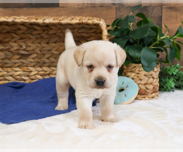 Medium Photo #5 Labrador Retriever Puppy For Sale in SYRACUSE, IN, USA