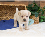 Small #4 Labrador Retriever
