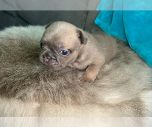 French Bulldog Puppy for sale in ATLANTA, GA, USA