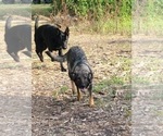 Small Photo #16 German Shepherd Dog Puppy For Sale in SUGAR LAND, TX, USA