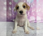 Small #1 Mutt