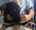 Small #4 German Shepherd Dog