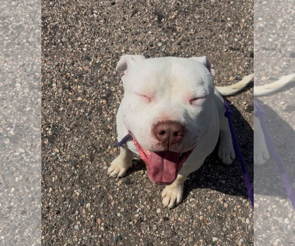 Medium Photo #2 American Pit Bull Terrier-Unknown Mix Puppy For Sale in Las Vegas, NM, USA