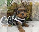 Small Photo #23 Shorkie Tzu Puppy For Sale in SELLERSBURG, IN, USA