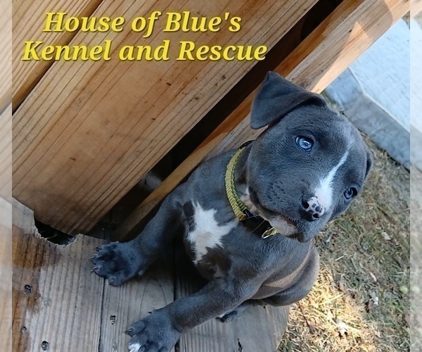 Medium Photo #7 American Pit Bull Terrier Puppy For Sale in DELAWARE, OH, USA