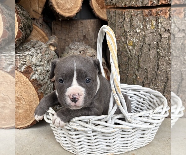 Medium Photo #5 American Bulldog Puppy For Sale in MIDDLEBURY, IN, USA