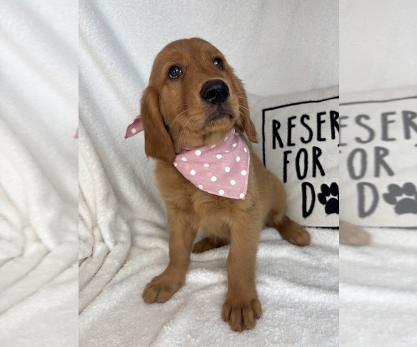 Medium Photo #4 Golden Retriever Puppy For Sale in GREENFIELD, IN, USA