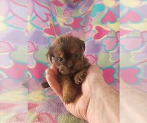 Shorkie Tzu Puppy for sale in KENDALL, WI, USA