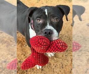 American Staffordshire Terrier-Unknown Mix Dogs for adoption in Tallahassee, FL, USA