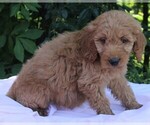 Small Photo #3 Goldendoodle (Miniature) Puppy For Sale in FREDERICKSBURG, OH, USA