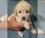 Puppy Puppy 2 Goldendoodle-Poodle (Miniature) Mix