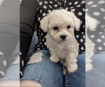Small Photo #11 Bichon Frise Puppy For Sale in NORTH BRANCH, MN, USA