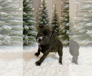 Rudy Rolf - Santa Litter - Male American Staffordshire Terrier-Unknown Mix Dog for Adoption - Photo #9
