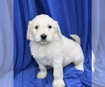 Puppy 1 Goldendoodle-Unknown Mix